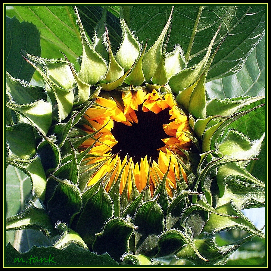 Sunflower Growth