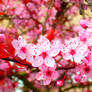 Pink Sakura Blossoms