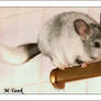 Chinchilla agillity