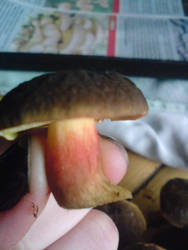 Moshroom
