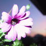 a purple flower