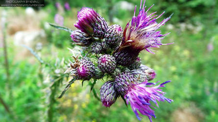 Thistle #1