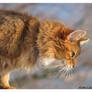 Somali cat I