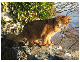 Somali cat II