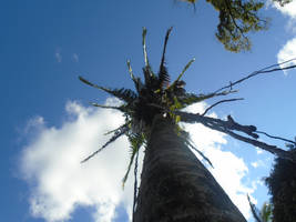 Palm Tree at Aguateca