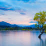 Lonely Tree,  Lake Wanaka