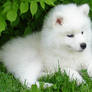 Samoyed Cortina