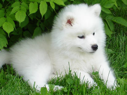 Samoyed Cortina