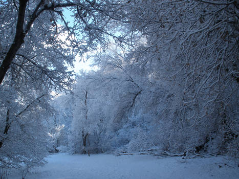 Snow on trees