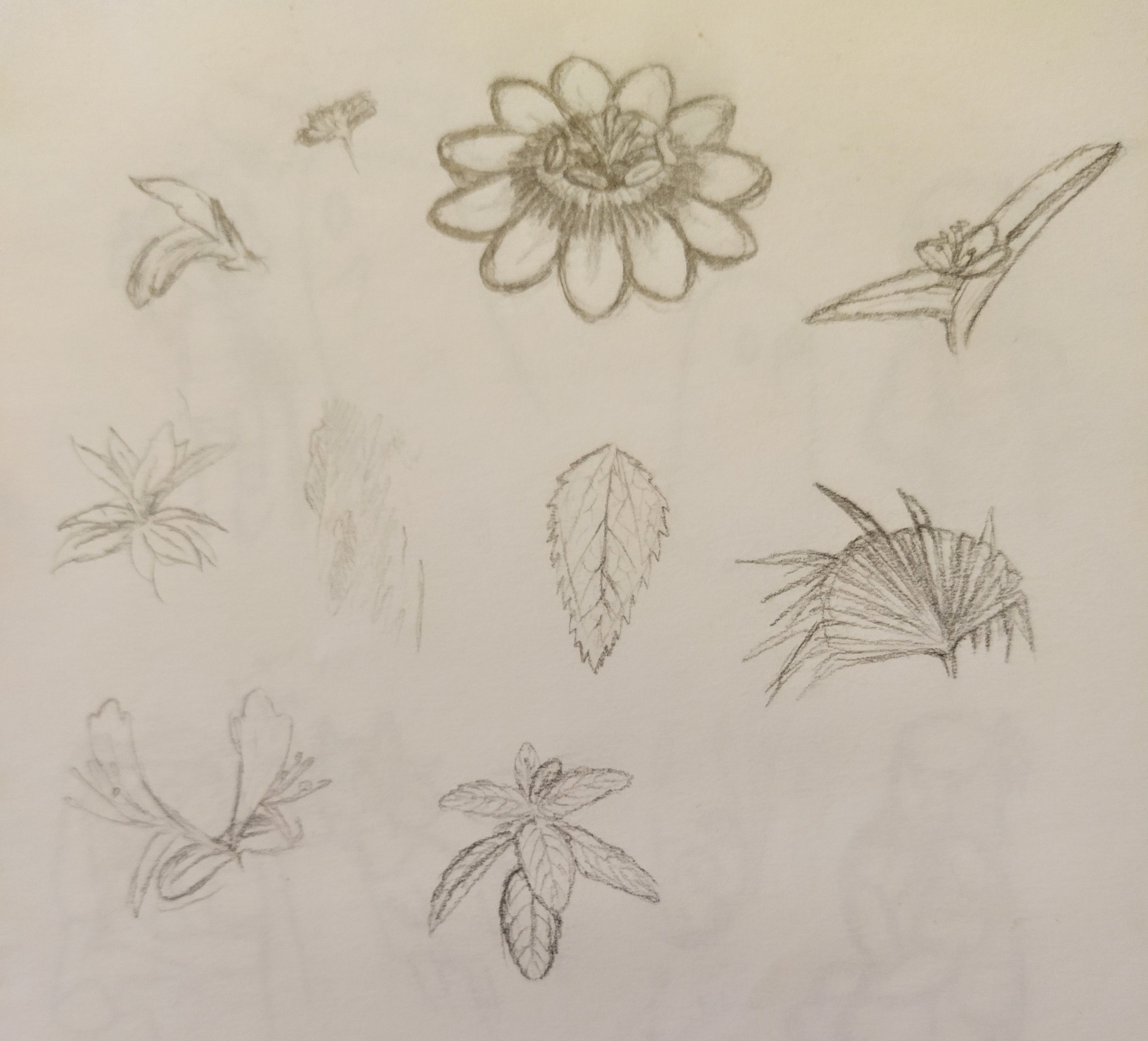 Plant Deviantart Plant drawings by JimEkas on DeviantArt