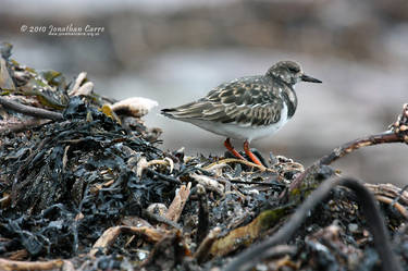 130210 Winter Turnstone 1