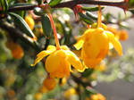 Colours of Spring - Yellow by piechot