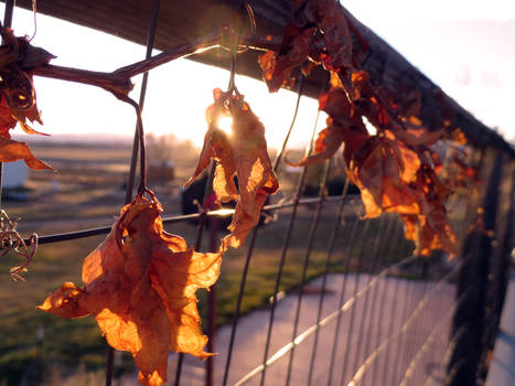 Crisp Fall Leaves II