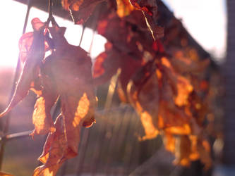 Crisp Fall Leaves IV