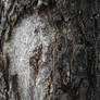 winter tree 4