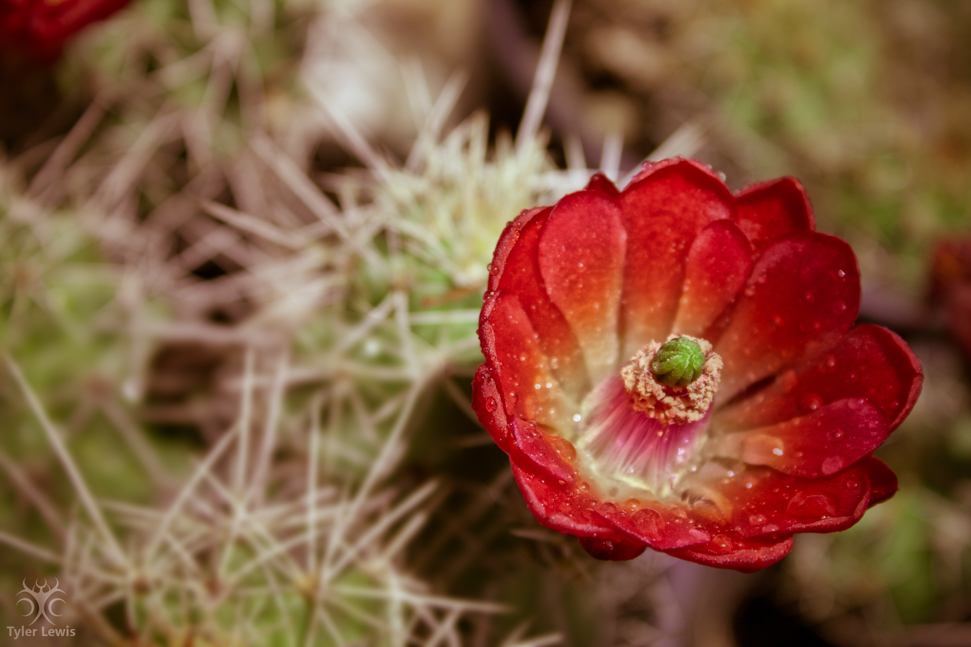 Blooming Cacti