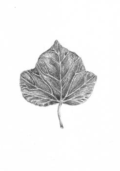 Leaf _ sketch