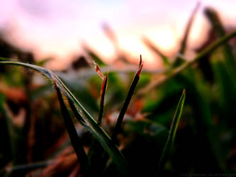 grasssss.