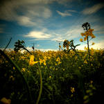 CXCV. ..spring is here II by behherit