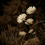 CCVI. ..moments in time IV. by behherit