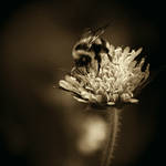 CCVII. ..moments in time V. by behherit
