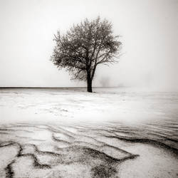 CCCXXI. ..Desolate Winter