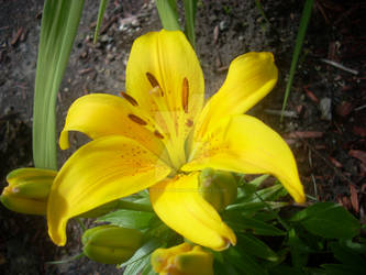 yellow lilly