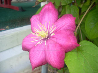 clematis