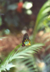 Rainbow Butterfly...