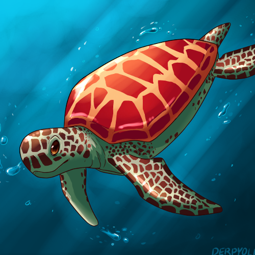 'Sea Turtle' 