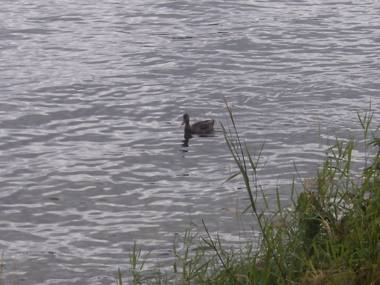 Solitary Duck