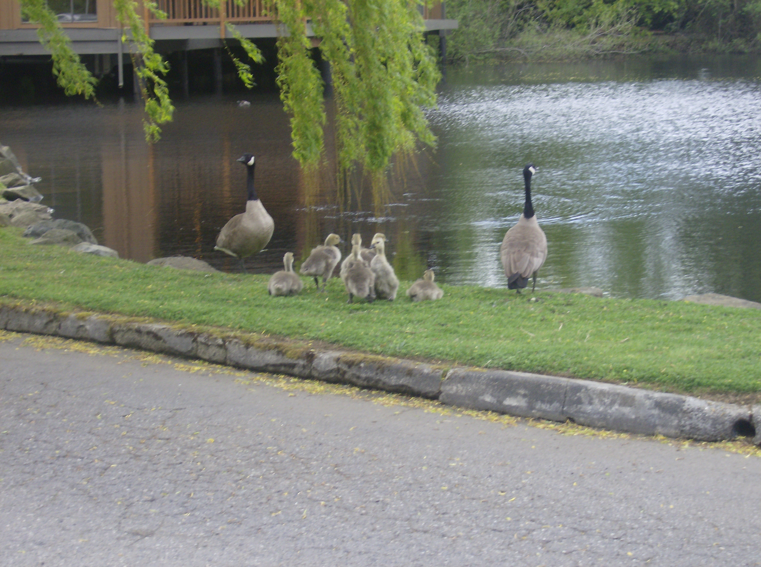 Family of Geese