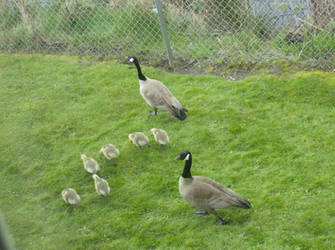 Grazing Geese