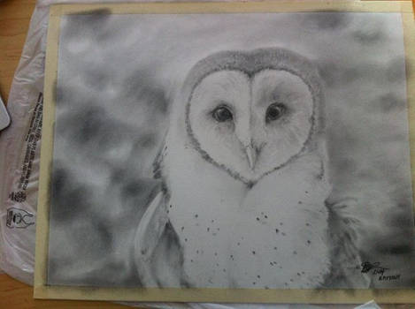 Owl - Graphite