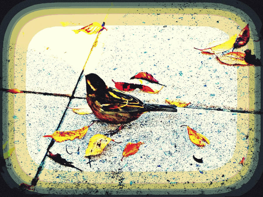 Bird Falling Deviantart Fall Bird by Letter-of-Freedom on DeviantArt