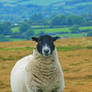 sheep on dartmoor