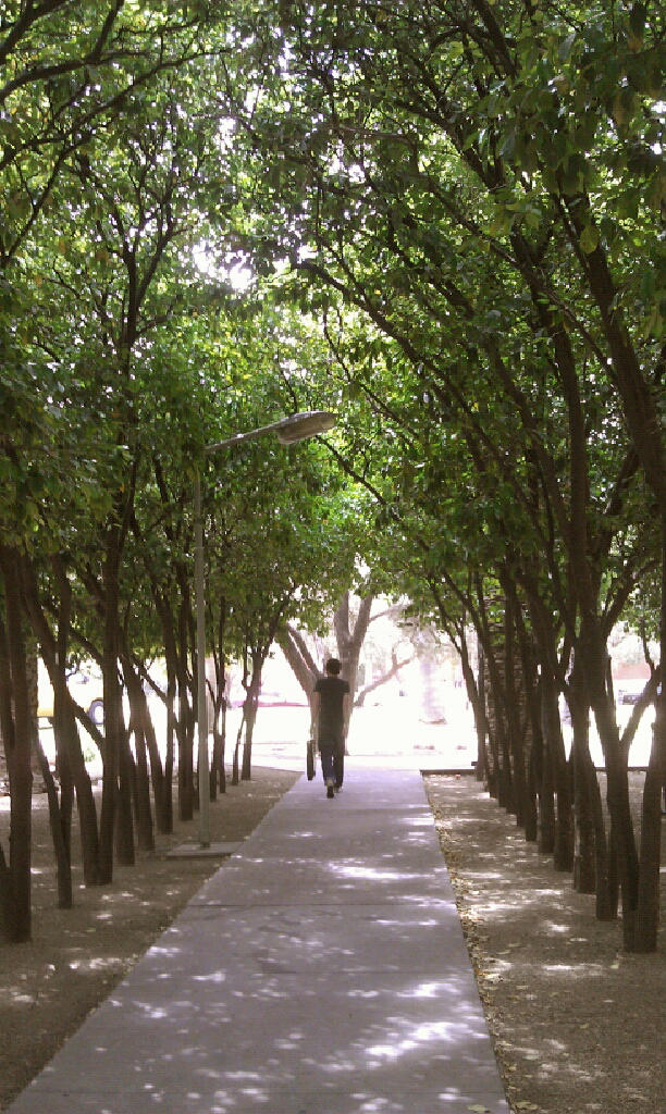 Gauntlet of Trees by Manzanita33 on DeviantArt