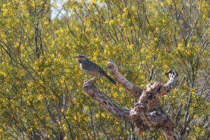 Cactus Wren 4