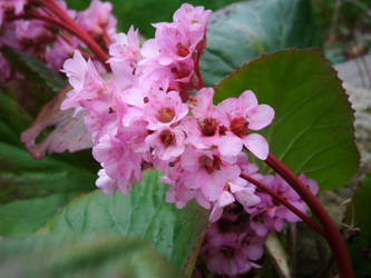 Pink Flower