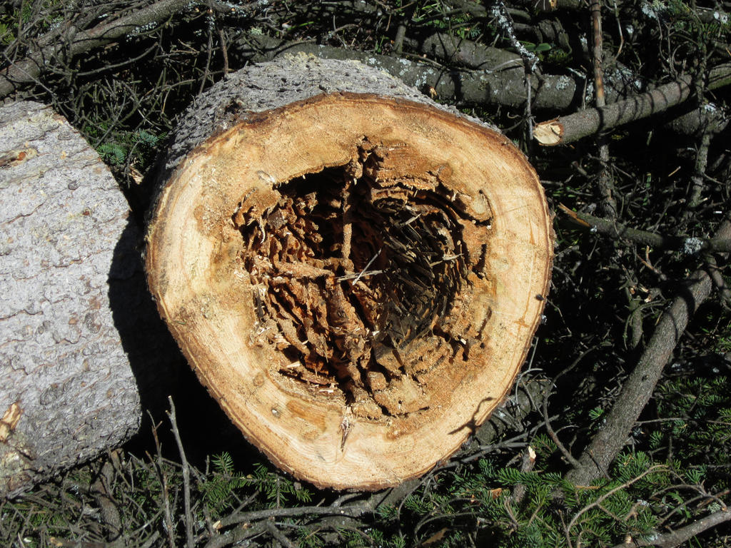 Section Of A Dead Tree Trunk-01 by 3DCLIC on DeviantArt