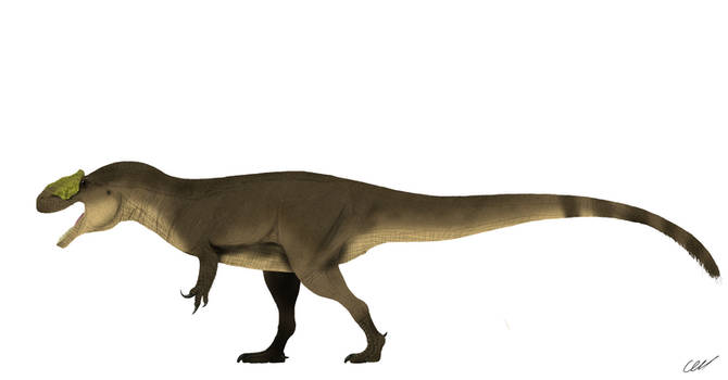 Saurophaganax (Allosaurus?) maximus