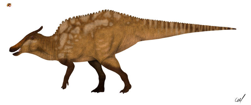 Saurolophus angustirostris