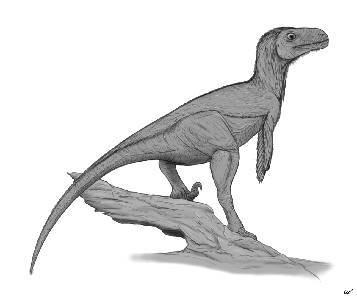 Utah Raptor Outlines Utahraptor Sketch 1 by sphenaphinae on DeviantArt
