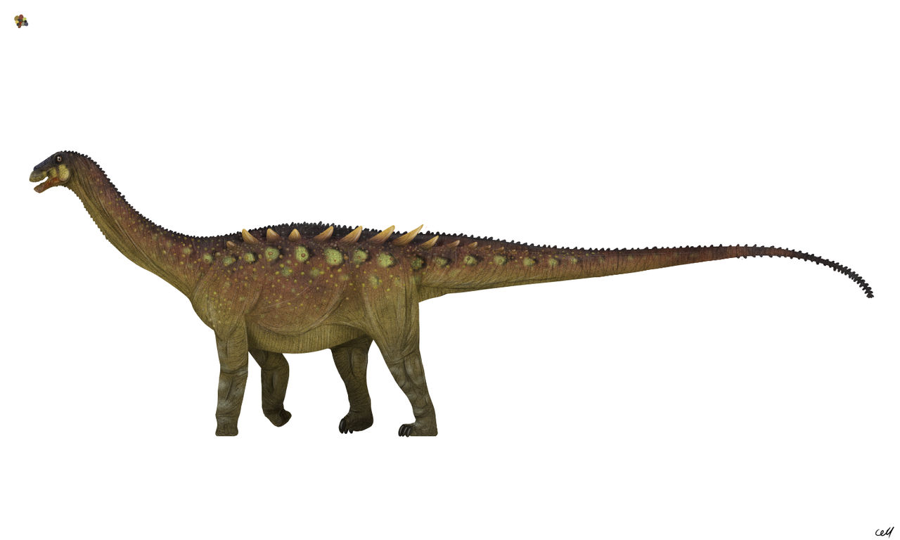Saltasaurus Tooth Saltasaurus loricatus by sphenaphinae on DeviantArt
