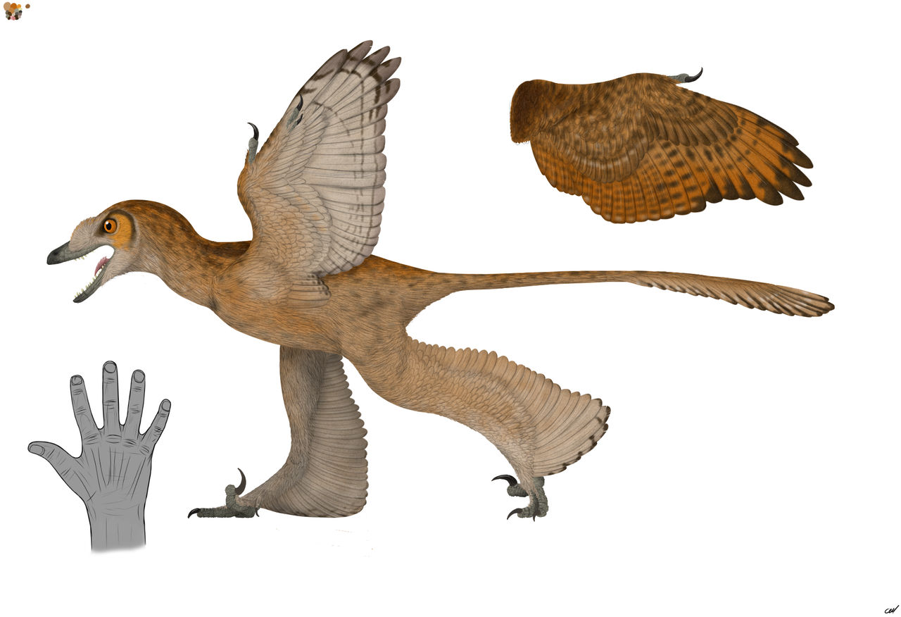 Sinornithosaurus Sinornithosaurus millenii 2.0 by sphenaphinae on DeviantArt