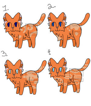 Orange cats | Set price | Closed