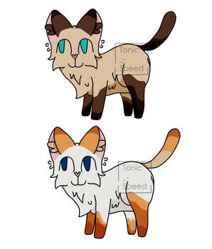 Siamese adoptables | Set price | Closed