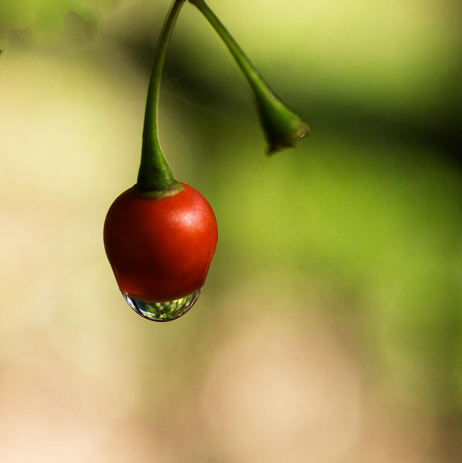 Red Fruit With Droplet