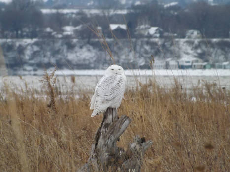 Christmas Snow Owl