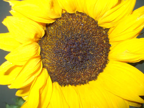 sunny flower